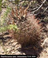 UL 1024 - Phyrrhocactus spec. (strausianus).jpg