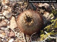 UL 1026 - Phyrrhocactus bulbocalyx.jpg