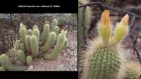 UL 1048a - Lobivia huascha var. robusta.jpg