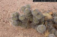 UL 1049b - Tephrocactus alexanderi v. bruchii.jpg