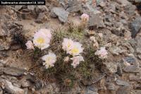 UL 1050 - Tephrocactus alexanderi.jpg