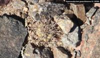 UL 1050b - Gymnocalycium guanchinense.jpg
