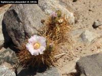 UL 1051b - Tephrocactus alexanderi.jpg