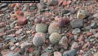 UL 1052 - Tephrocactus alexanderi v. geometricus.jpg