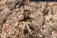 UL 1054 - Tephrocactus articulatus v. papyracanthus.jpg