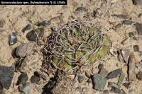 UL 1054b - Gymnocalycium spec. hybopleurum.jpg