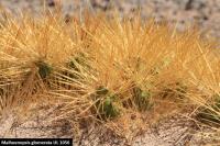 UL 1056 - Maihuenopsis glomerata.jpg
