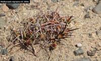 UL 1056a - Maihunopsis nigrispina.jpg