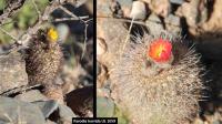UL 1059 - Parodia horrida.jpg