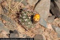 UL 1060b - Acanthocalycium thionanthum v. erythranthum.jpg