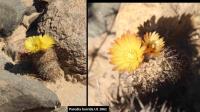 UL 1061 - Parodia horrida.jpg