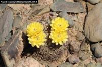 UL 1062 - Acanthocalycium thionantum.jpg