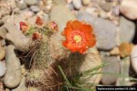 UL 1063 - Tephrocactus werberi.jpg