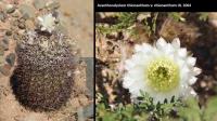 UL 1064 - Acanthocalycium thionanthum v. chionanthum.jpg