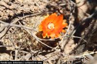 UL 1066 - Parodia spec. lohaniana oder cachiana .jpg