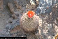 UL 1066b - Parodia spec. lohaniana oder cachiana.jpg