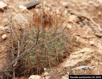 UL 1070 - Parodia aureicentra.jpg