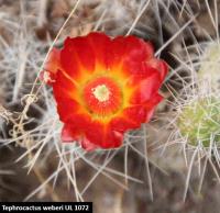 UL 1072 - Tephrocactus weberi.jpg