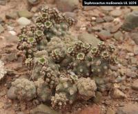 UL 1074 - Tephrocactus molinensis.jpg