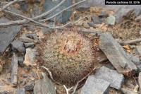 UL 1076 - Parodia cachiana.jpg