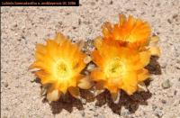 UL 1086 - Lobivia haematantha v. amblayensis.jpg