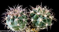 734-castellanosii-ssp-ferocius-VOS 10-858.jpg