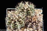 friedrichii-v-albiflorum-VOS-61.jpg