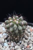Copiapoa grandiflora WM 225.jpg