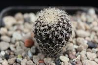 Copiapoa humilis ssp. tenuissima WM 176.jpg
