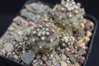 Copiapoa rarissima WM 227.jpg