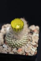 Thelocephala malleolata WM 013.jpg