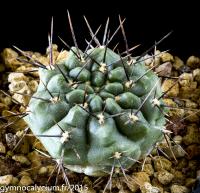 695-chubutense-WP 151-233.jpg