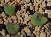 C_bicarinatum_LAV_26036_2011-10-02.JPG