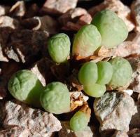 C_breve_LAV_25665_2010-10-20.JPG