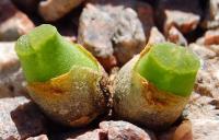 C_devium_ssp_devium_LAV_27214_2010-09-15.JPG