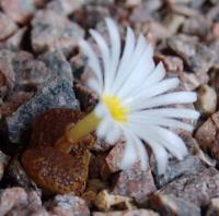 C_pellucidum_LAV_26802_2010-09-30.JPG