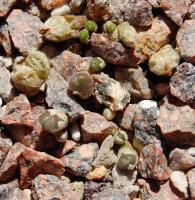 C_pubicalyx_LAV_27304_2010-09-15_1.JPG