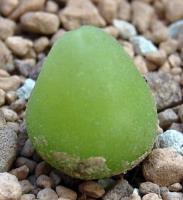 C_subterraneum_2011-09-04.JPG