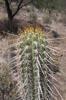 101.01 Trichocereus chiloensis.JPG