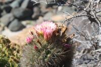 102.02 Eriosyce chilensis.JPG