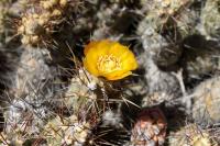 107.01 Cumulopuntia sphaerica.JPG