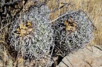 121.01 Copiapoa coquimbana v wagenknechtii.JPG