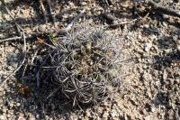 122.02 Eriosyce clavata ssp clavata.JPG