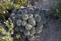 122.03 Copiapoa coquimbana.JPG