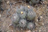 124.01 Copiapoa coquimbana.JPG