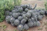 126.02 Copiapoa coquimbana.JPG