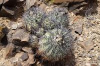 130.01 Copiapoa schultziana.JPG