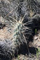 131.02 Miqueliopuntia miquelli.JPG
