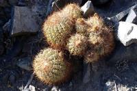 134.01 Copiapoa coquimbana.JPG