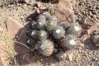 138.01 Copiapoa coquimbana.JPG